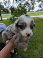 Avery's boy 3, a male Australian Shepherd for sale in Brooksville, FL – Photo 3 of 6