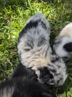 Avery's boy 3, a male Australian Shepherd for sale in Brooksville, FL – Photo 5 of 6