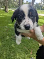 Merlys girl 5, a female Miniature Australian Shepherd for sale in Brooksville, FL – Photo 2 of 2