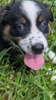 Merlys girl 5, a female Miniature Australian Shepherd for sale in Brooksville, FL – Photo 1 of 2