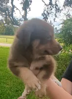 Novas boy 2, a male Australian Shepherd for sale in Brooksville, FL – Photo 4 of 4