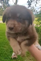 Novas boy 2, a male Australian Shepherd for sale in Brooksville, FL – Photo 3 of 4