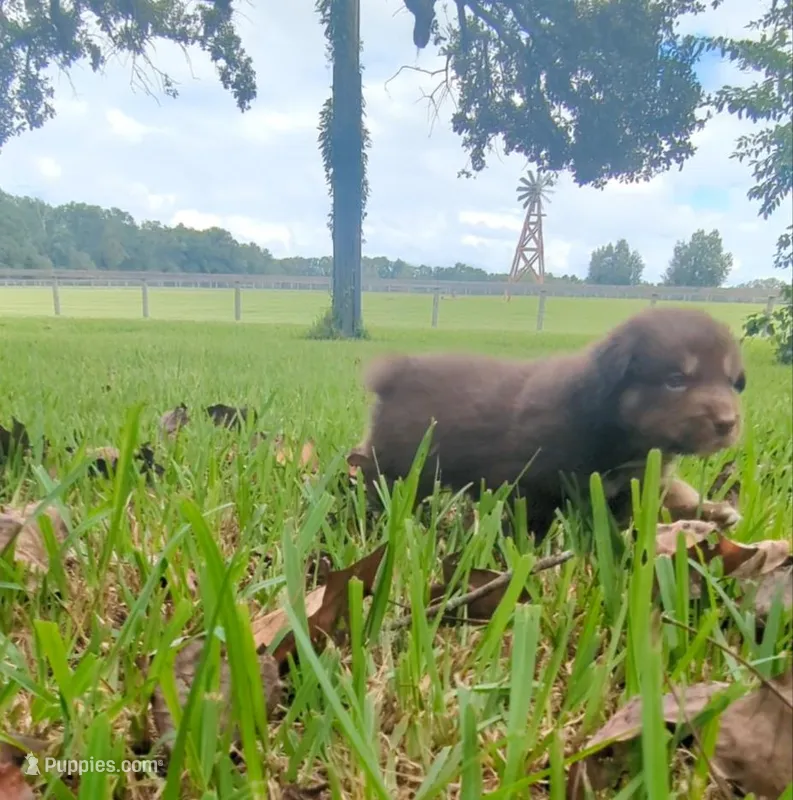 Novas boy 2, a male Australian Shepherd for sale in Brooksville, FL – Photo 1 of 4