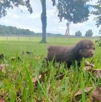 Novas boy 2, a male Australian Shepherd for sale in Brooksville, FL – Photo 1 of 4