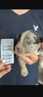 Avery's boy 4, a male Australian Shepherd for sale in Brooksville, FL – 2 of 2