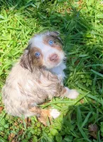 Ruby's boy 1, a male Australian Shepherd for sale in Brooksville, FL – Photo 1 of 2