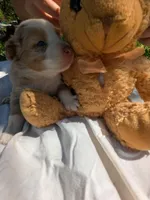 Ruby's boy 1, a male Australian Shepherd for sale in Brooksville, FL – Photo 2 of 2