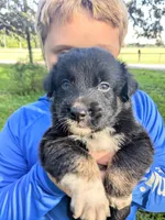 Mandy's boy 4, a male Australian Shepherd for sale in Brooksville, FL – Photo 1 of 5