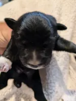 Mandy's boy 4, a male Australian Shepherd for sale in Brooksville, FL – Photo 2 of 5