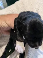 Mandy's boy 4, a male Australian Shepherd for sale in Brooksville, FL – Photo 4 of 5