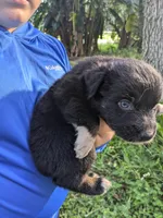 Mandy's boy 4, a male Australian Shepherd for sale in Brooksville, FL – Photo 3 of 5