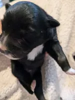 Mandy's boy 4, a male Australian Shepherd for sale in Brooksville, FL – Photo 5 of 5