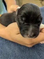 Novas boy , a male Australian Shepherd for sale in Brooksville, FL – Photo 2 of 3