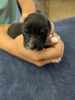 Novas boy , a male Australian Shepherd for sale in Brooksville, FL – Photo 3 of 3