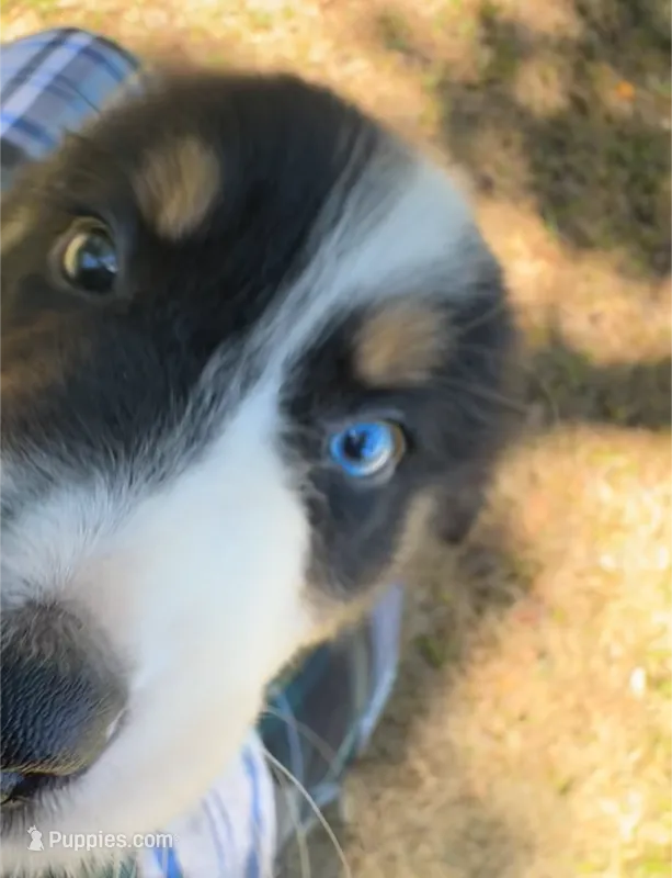 Lacey's boy 4 – Australian Shepherd puppy for sale in Brooksville, FL