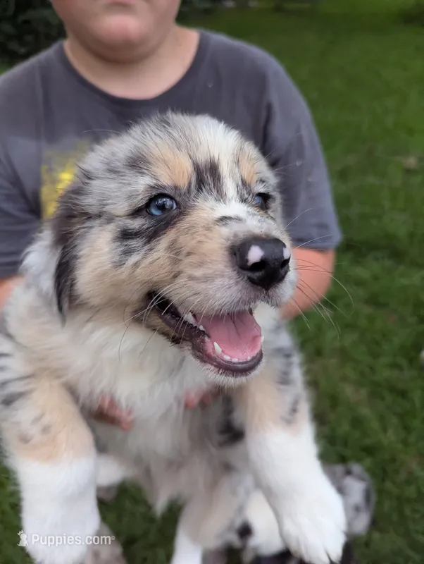Avery's boy 4 – Australian Shepherd puppy for sale in Brooksville, FL