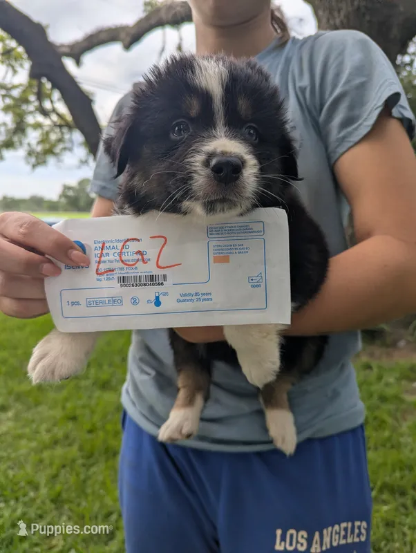 Lacey's girl 2 – Australian Shepherd puppy for sale in Brooksville, FL