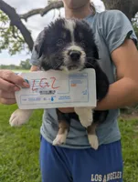 Lacey's girl 2, a female Australian Shepherd for sale in Brooksville, FL – 1 of 1