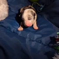 Mandy's boy 1, a male Australian Shepherd for sale in Brooksville, FL – Photo 2 of 3