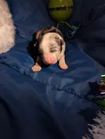 Mandy's boy 1, a male Australian Shepherd for sale in Brooksville, FL – Photo 2 of 3