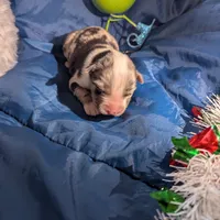 Mandy's boy 1, a male Australian Shepherd for sale in Brooksville, FL – Photo 3 of 3