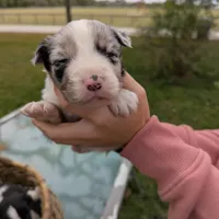 Mandy's boy 1, a male Australian Shepherd for sale in Brooksville, FL – Photo 1 of 3