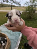 Mandy's boy 1, a male Australian Shepherd for sale in Brooksville, FL – Photo 1 of 3