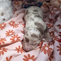 Mandy's girl 5, a female Australian Shepherd for sale in Brooksville, FL – Photo 4 of 4