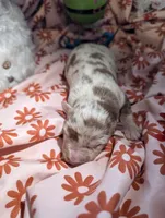 Mandy's girl 5, a female Australian Shepherd for sale in Brooksville, FL – Photo 4 of 4