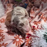 Mandy's girl 5, a female Australian Shepherd for sale in Brooksville, FL – Photo 3 of 4