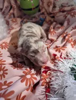 Mandy's girl 5, a female Australian Shepherd for sale in Brooksville, FL – Photo 3 of 4