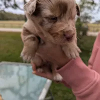 Mandy's girl 5, a female Australian Shepherd for sale in Brooksville, FL – Photo 2 of 4