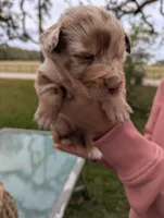 Mandy's girl 5, a female Australian Shepherd for sale in Brooksville, FL – Photo 2 of 4