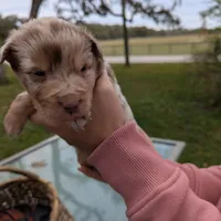 Mandy's girl 5, a female Australian Shepherd for sale in Brooksville, FL – Photo 1 of 4