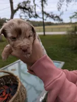 Mandy's girl 5, a female Australian Shepherd for sale in Brooksville, FL – Photo 1 of 4