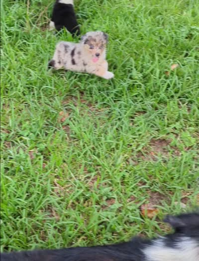 Lacey's boy 3, a male Australian Shepherd for sale in Brooksville, FL – 2 of 2