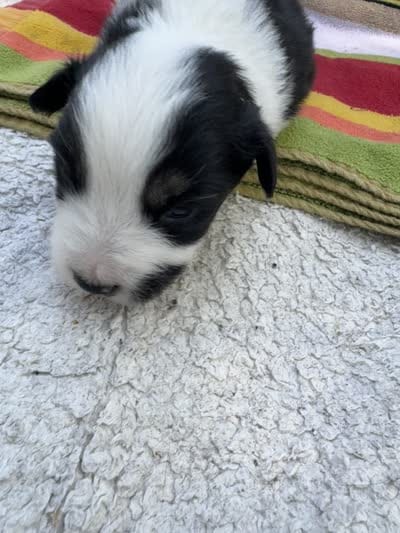 Avery's boy 3, a male Australian Shepherd for sale in Brooksville, FL – 2 of 3