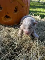 Abbey's boy, a male Australian Shepherd for sale in Brooksville, FL – Photo 1 of 2
