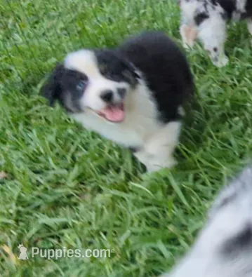 Avery's boy 3 – Australian Shepherd puppy for sale in Brooksville, FL