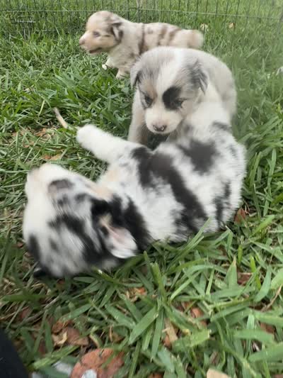 Avery's boy 2, a male Australian Shepherd for sale in Brooksville, FL – 2 of 2
