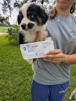 Avery's boy 3, a male Australian Shepherd for sale in Brooksville, FL – 7 of 8