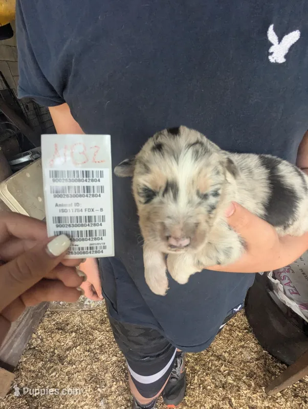Novas Boy 2 – Australian Shepherd puppy for sale in Brooksville, FL