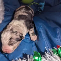 Penny's boy 3, a male Australian Shepherd for sale in Brooksville, FL – Photo 3 of 4