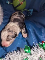 Penny's boy 3, a male Australian Shepherd for sale in Brooksville, FL – Photo 3 of 4