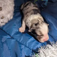 Penny's boy 3, a male Australian Shepherd for sale in Brooksville, FL – Photo 4 of 4