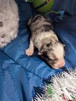 Penny's boy 3, a male Australian Shepherd for sale in Brooksville, FL – Photo 4 of 4