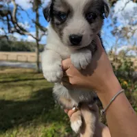 Penny's boy 3, a male Australian Shepherd for sale in Brooksville, FL – Photo 1 of 4