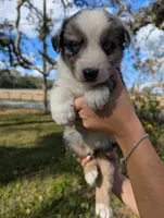 Penny's boy 3, a male Australian Shepherd for sale in Brooksville, FL – Photo 1 of 4