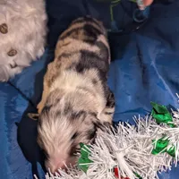 Penny's boy 3, a male Australian Shepherd for sale in Brooksville, FL – Photo 2 of 4