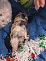 Penny's boy 3, a male Australian Shepherd for sale in Brooksville, FL – Photo 2 of 4